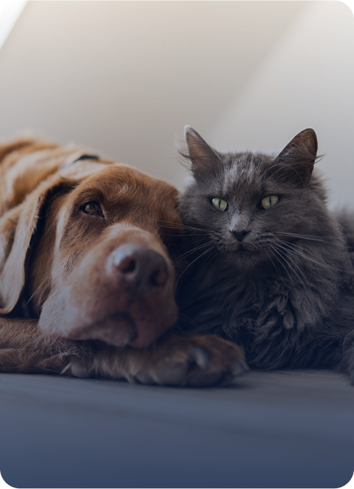 Supplemente für Hunde und Katzen