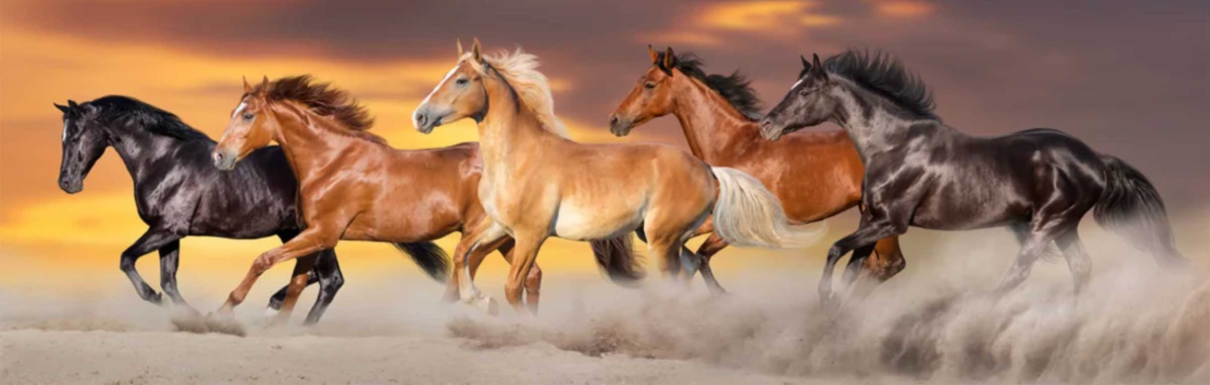 Supplemente für Pferde